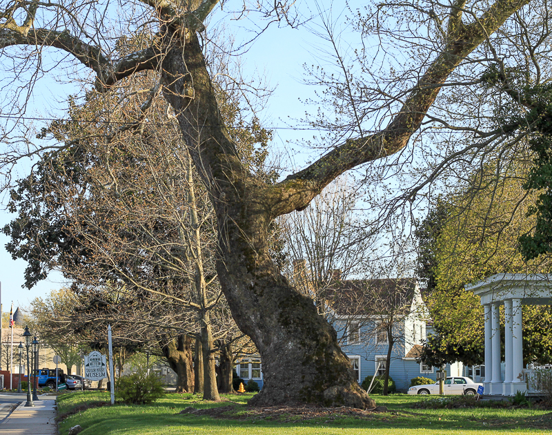 Ghost Tour in Berlin MD Healing Tree 