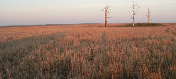 Greenbriar Swamp - haunts of Big Lizz