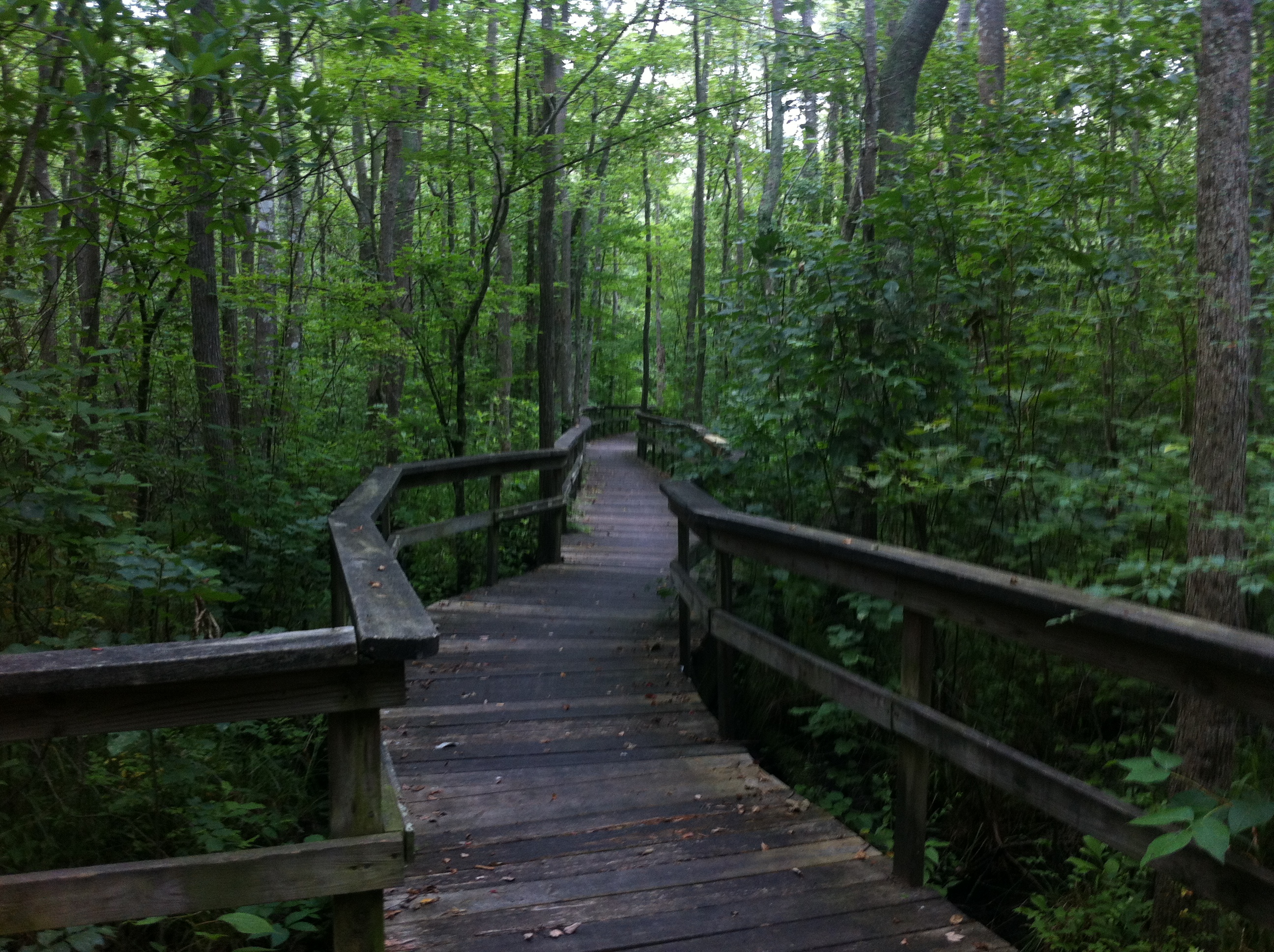 Pocomoke Forest Trail