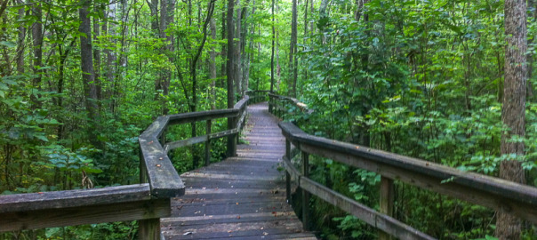 Pocomoke Forest - most haunted forest in Maryland