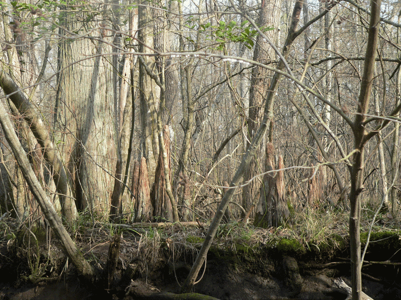 Cypress knees - Pocomoke Forest