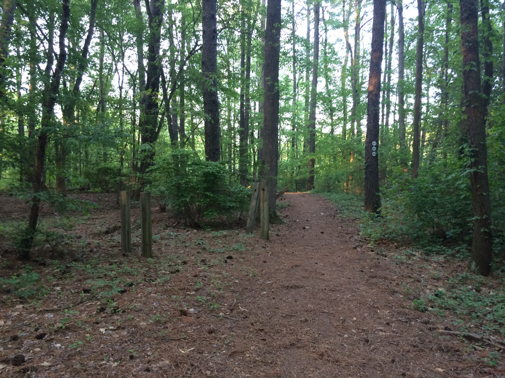 Pocomoke Forest most haunted forest in Maryland